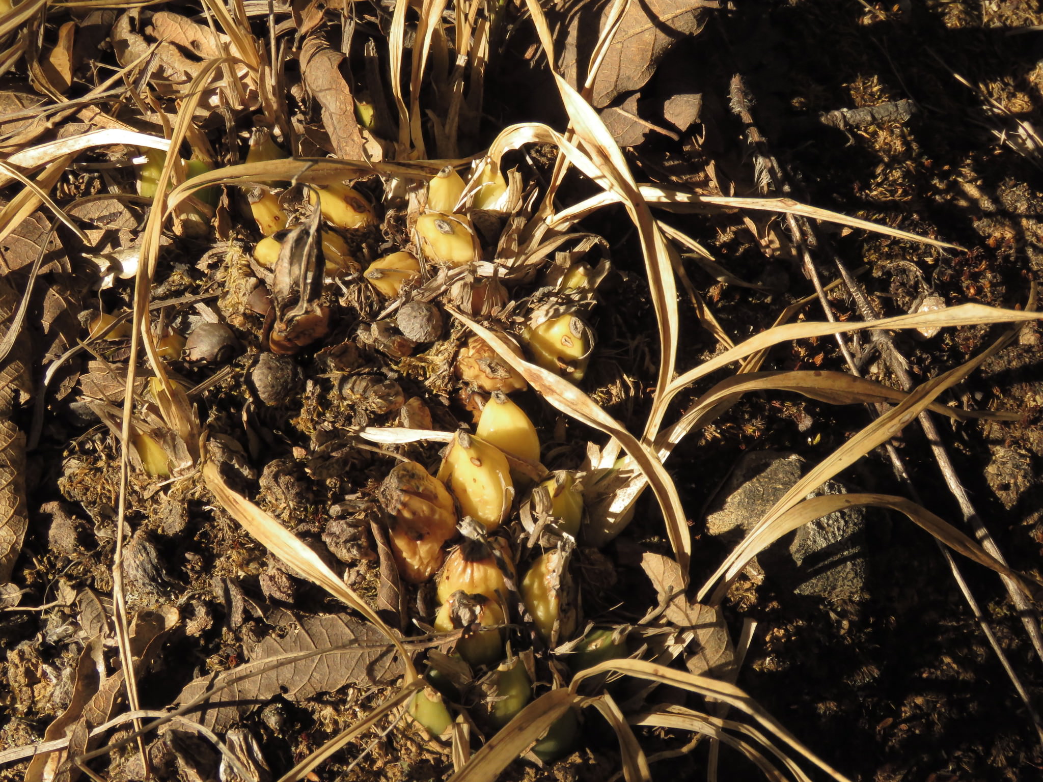 Oncidium graminifolium